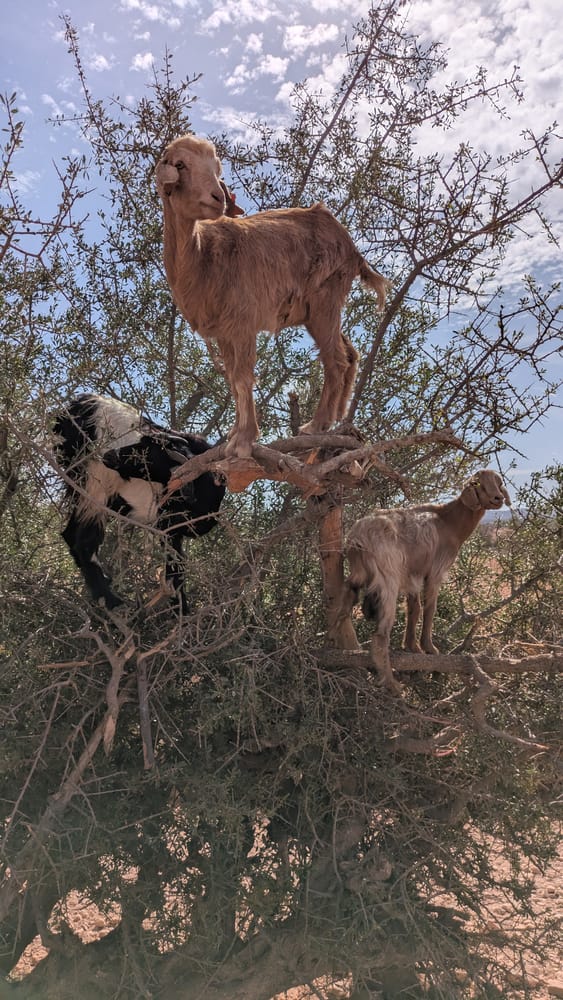 Three goats standing in the thorny branches of an argan tree in Morocco