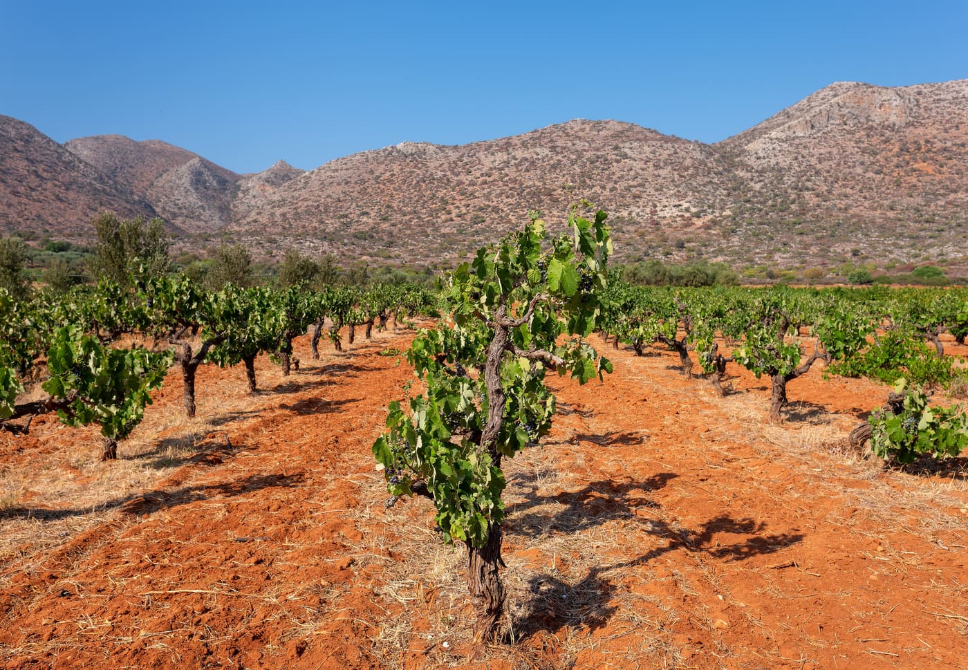 A vineyard on red soil in Crete with dry mountains behind